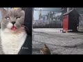 🤣🐶 Best Cats Videos 🐈🐕 Funniest Animals #4