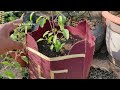 इस एक ट्रिक से तुलसी के पौधे को बनाएं घना और हरा भरा | Tulsi Ke Paudhe Ko Ghana Kaise Banaen
