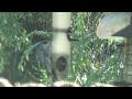 Redheaded woodpecker chases finches off bird feeder