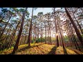 Sunrise Forest Meditation - Tranquil Nature Sounds for Relaxation