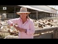 'Accidental' goat farmers pioneer new model for domestic premium meat market 🐐 🍖 🌿 | ABC Australia