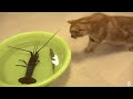 Japanese spiny lobster vs Cat  猫vs伊勢海老