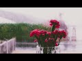 rain sounds for sleepingㅣ-Sleep, Insomnia, Relax, Study, Meditate