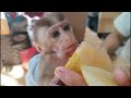 Baby monkeys love to eat foods like this