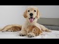 Adorable Golden Retriever Puppy Meets Kittens for the First Time