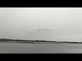 Godwits dancing on the river at Cattawade. 🤓