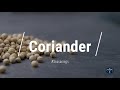 🔵 All About Coriander Seed