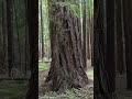 Redwoods - Forest Ville CA , Walk through the trail with family