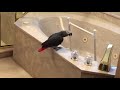 🔴🐦Einstein Parrot LIVE! 7/12/20