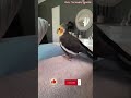 Monty The Naughty Cockatiel's weekly moments. ❤️❤️part 66❤️❤️ #viral #monty