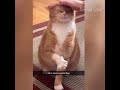 Funniest Animals 😄 New Funny Cats and Dogs Videos 😹🐶 - Part 23