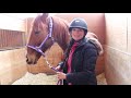 How to Halter a Horse