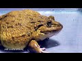 Asian Bullfrog Tries To Eat Banded Bullfrog! Warning Live Feeding