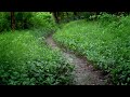 Small path in the rainy forest - Soft rain sounds help you relax and sleep well.