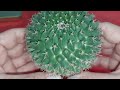 🌵 How To Grow Cactus From Seed