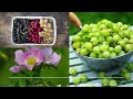 Incredible Harvesting Machines Use In Farming - Modern Agriculture Inventions