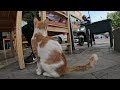 Pregnant red-white cat asks for food in restaurant,  cat received a piece of potato. Cats in Turkey.