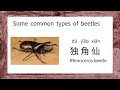 汉语学习 | Bug names in Chinese | Chinese vocabulary