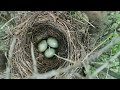 Bird nest walk - First RB shrike nests and few tricky nests(I really need help to identify them)