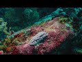 Scuba diving with Asia divers at the El Galleon resort, Puerto Galera Philippines 2023
