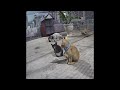🤣🤣 Best Cats Videos 🐕🐱 Funny And Cute Animal Videos 2024 #16