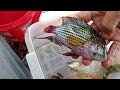 Dapat ikan super cantik‼️ tetep harus digoreng ‼️ Mancing lohan membasmi hama.