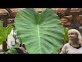 Koi Pond Garden - Elephant Ear review 2020