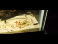 Shrimp feeding - Coloration Check