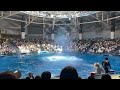 Dolphin show🎶돌고래 쇼