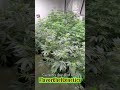 My super easy-SuperSoil-Grow Simple,Grow Cheap Day 13 of flower-Tap Water ONLY w/ NO RUNOFF. 5/15/24