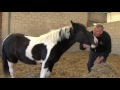 Pony fed kitchen waste rescued from back garden of city house