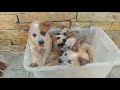 Red Heeler Dog Breed - The Australian Cattle Dog