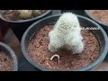 My garden tour part-1/Greens mania Garden🏡/விதவிதமான Cactus 🌵 collection/25+ varieties