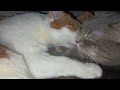cats bundle of joy grooming cuddles
