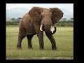 African Bush Elephant Sound Effects 🐘🔊