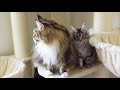 8 Annoying Things Maine Coons Do