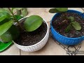 Hoya Plants Repotting, Perfect Soil Mix For Hoya plants,How to Repot Hoyas #hoyaplant