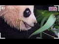 (SUB) Baby Twin Pandas Play Around With Camera🐼│Panda World