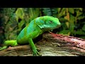 Animals Of The World 4K - Scenic Wildlife Film With Calming Music - 4K Video ULTRA HD