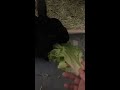 Bunee eabt hibs fuckig lettuc