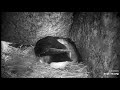 Audubon Puffins- Nap Time/Explore.org