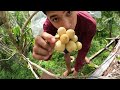 UNANG HARVEST NG BUNGA NG MANGOSTEEN AT LANSONES