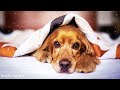 Anti Anxiety Music for Dogs - Cure Separation Anxiety with Dog Music!