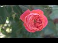 I don't want to make a garden just for roses! | CORDES | roses