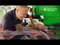 Stuck on you: caring for our giant Pacific octopus