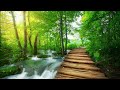 THE FALLING LEAVES: 4K Video with Authentic Nature Sounds for Relaxation and Sleep