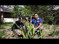 AMAZING ALOE VERA FARMING | PWEDE PALANG KUMITA UP TO 150K SA ISANG BUWAN SA PAGTATANIM NG ALOE VERA