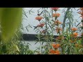 Wilde Dagga Hummingbird Pollinations