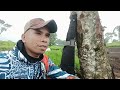 hunting tekukur di musim hujan...