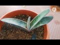 How to care for Gasteria succulent plant(in tamil with English subtitles)